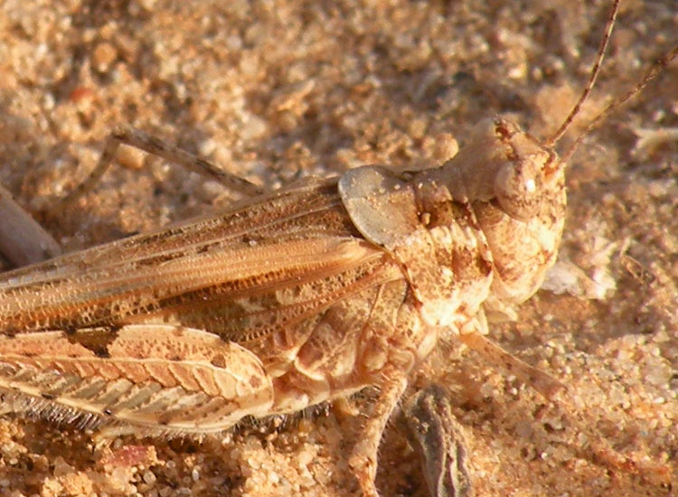 Orthoptera della Tunisia